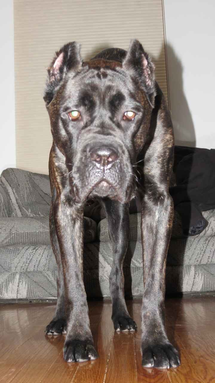 NWR Show me your furbabies