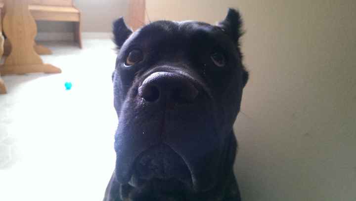 NWR - Furbaby Friday