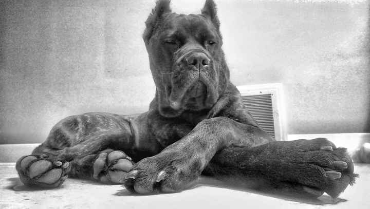 NWR - Furbaby Friday