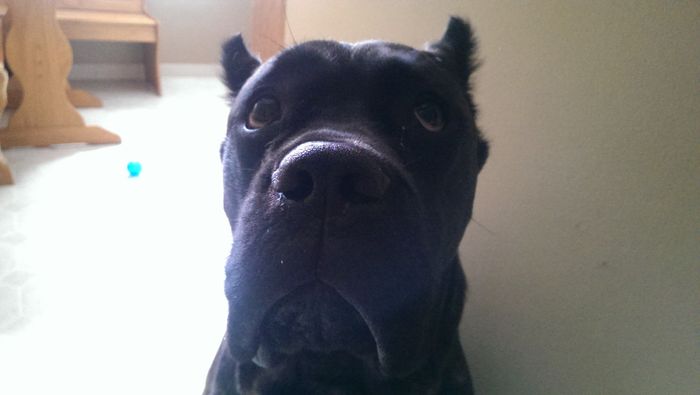 NWR - Furbaby Friday