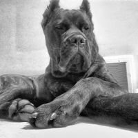 NWR - Furbaby Friday