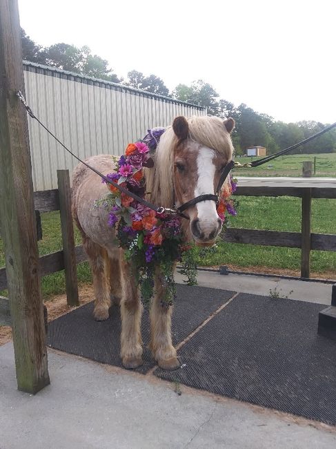 Something to Lighten the mood ❤🐎 2