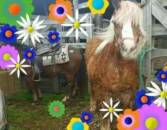 Animal in the wedding - 1