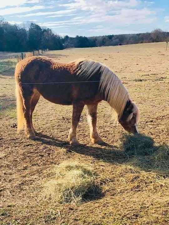 Animal in the wedding - 2