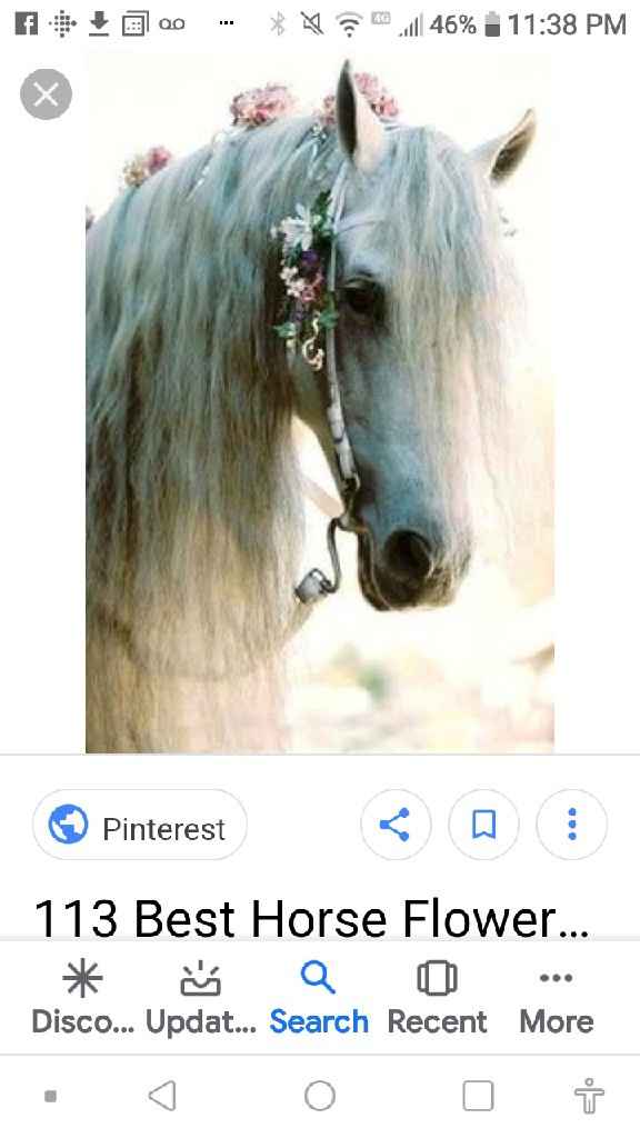 Animal in the wedding - 4