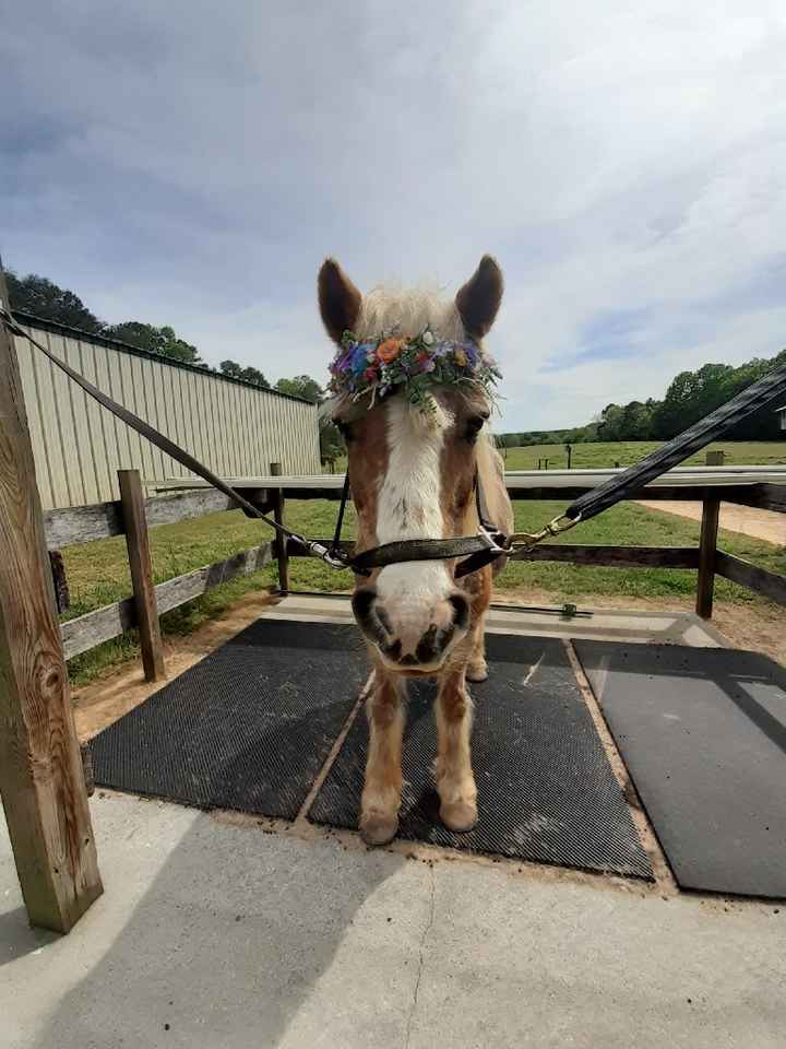 Another wedding test run for Sassy - 1