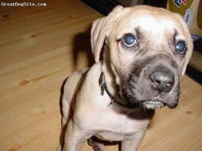 NWR... my cats.. do you have any pets?