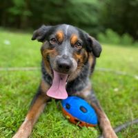 Dogs in ceremony?! - 1