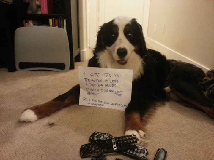 NWR: The dog ate....