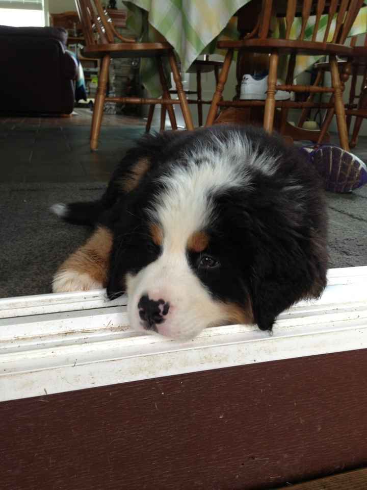 NWR: Prayers for my puppy *UPDATE*
