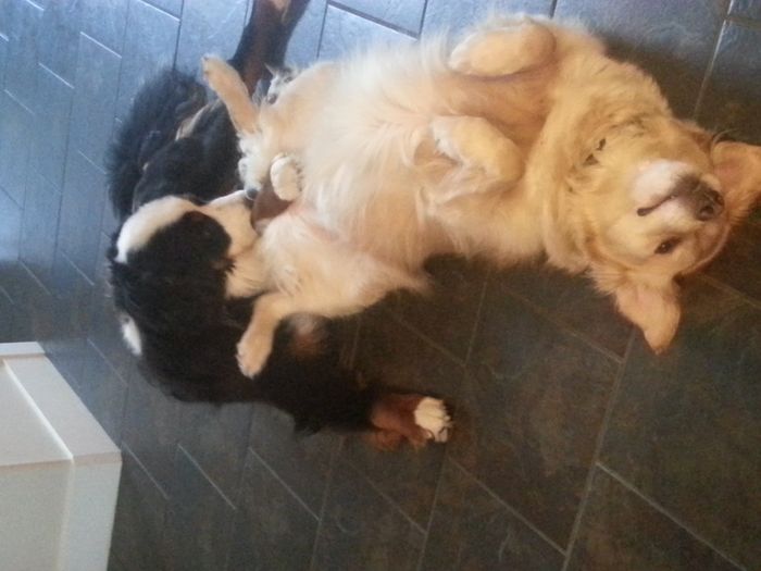 Furbaby Friday!