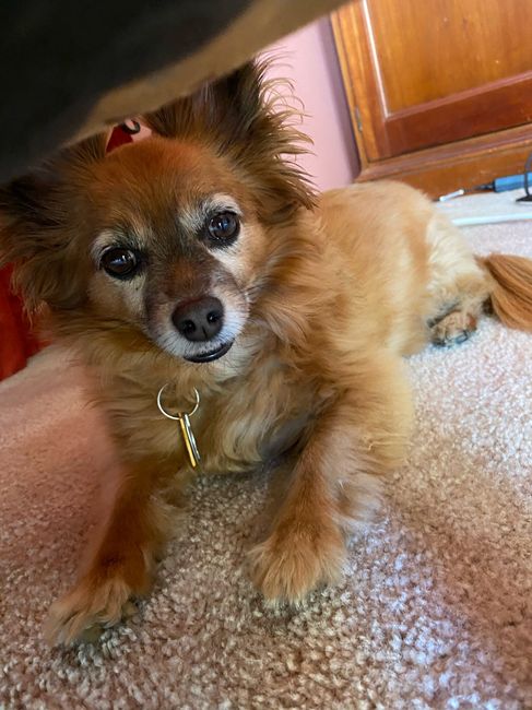 Show me your pet! 13