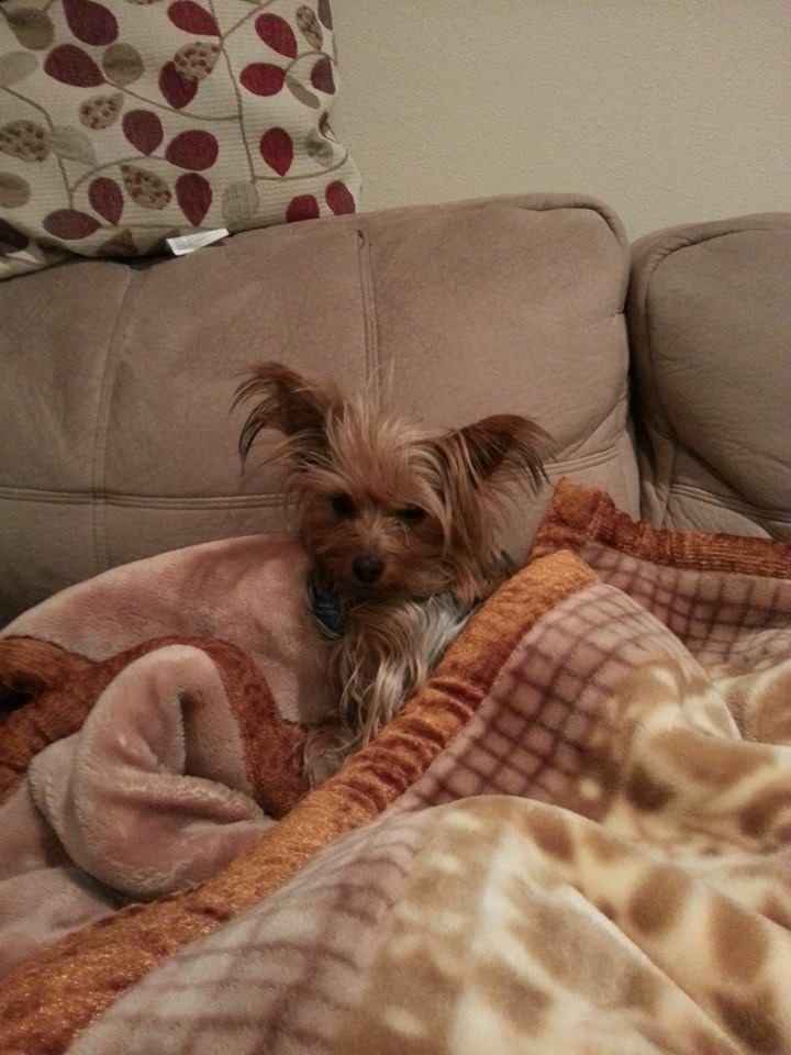 NWR: Pet Post