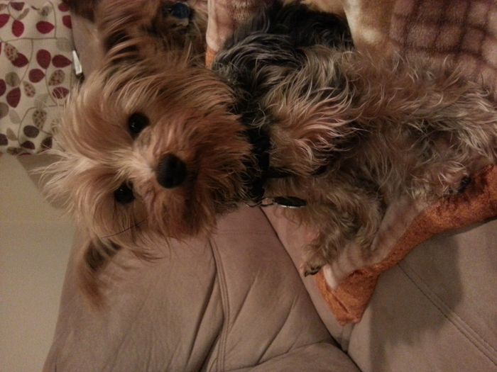 NWR: Pet Post
