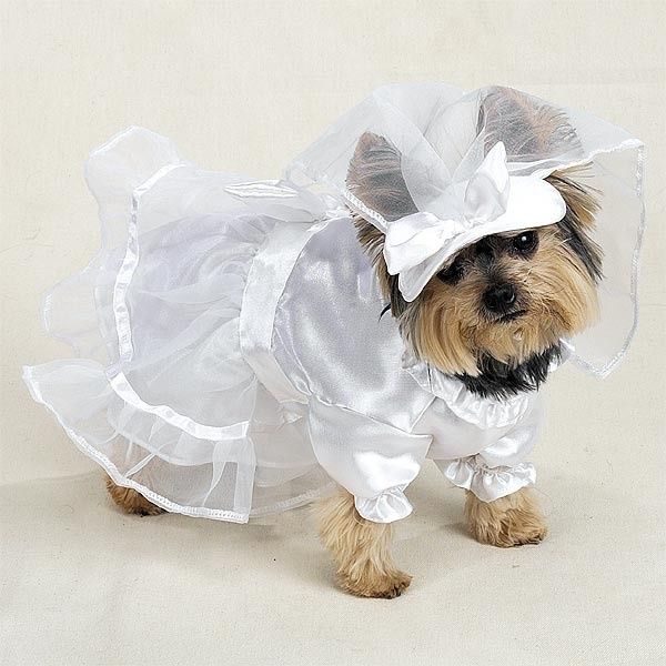 Shedding for the wedding