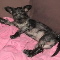 NWR: National Dog Day!