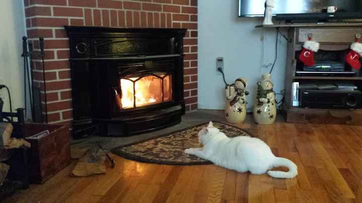 NWR:  Feline Friday :)