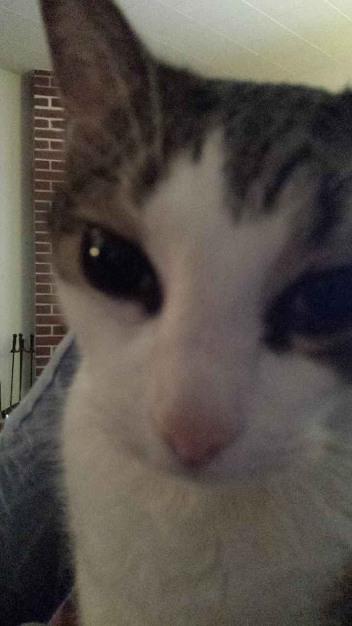 Show me your fur baby! (it has been awhile and I love seeing the pets!)