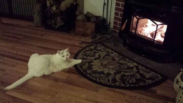 Show me your fur baby! (it has been awhile and I love seeing the pets!)