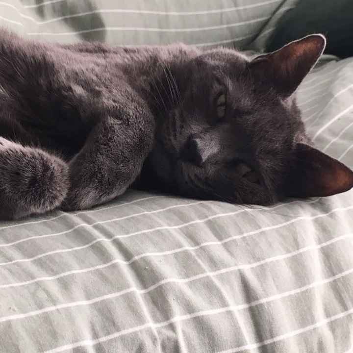 Show my your kitties!