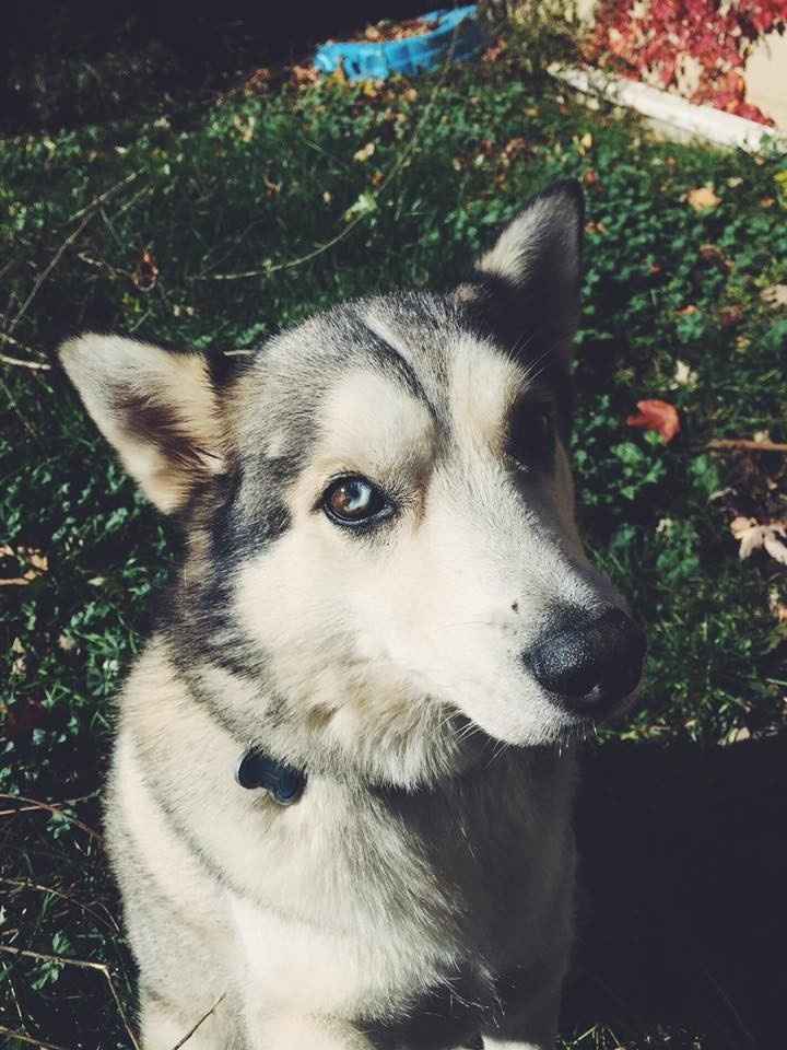 NWR: National Dog Day!