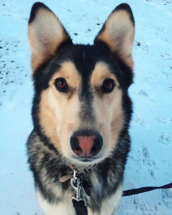 NWR: National Dog Day!