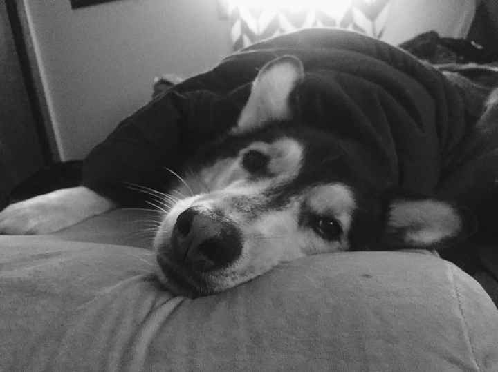 Nwr: my pup
