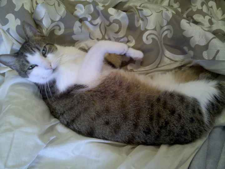 NWR: Diabetic cat