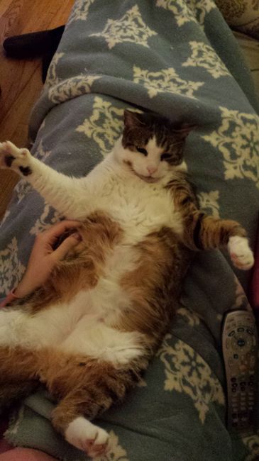 Do any other cat owners have this issue???