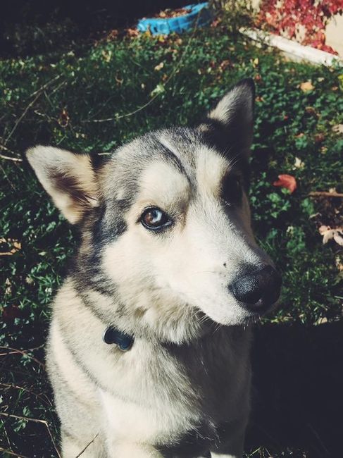 NWR: National Dog Day!