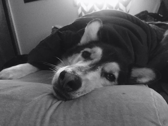 Nwr: my pup