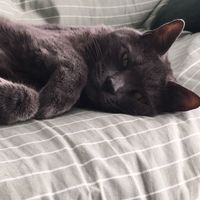 Show my your kitties!