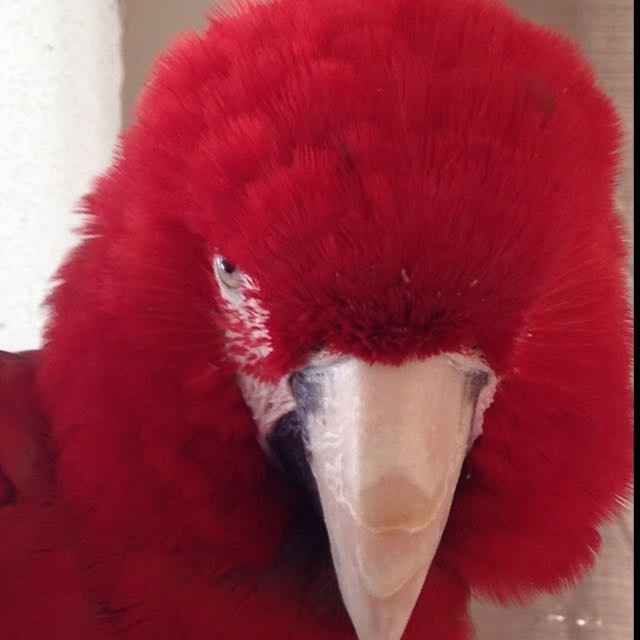 Positive thoughts and pictures of fluffy pets please