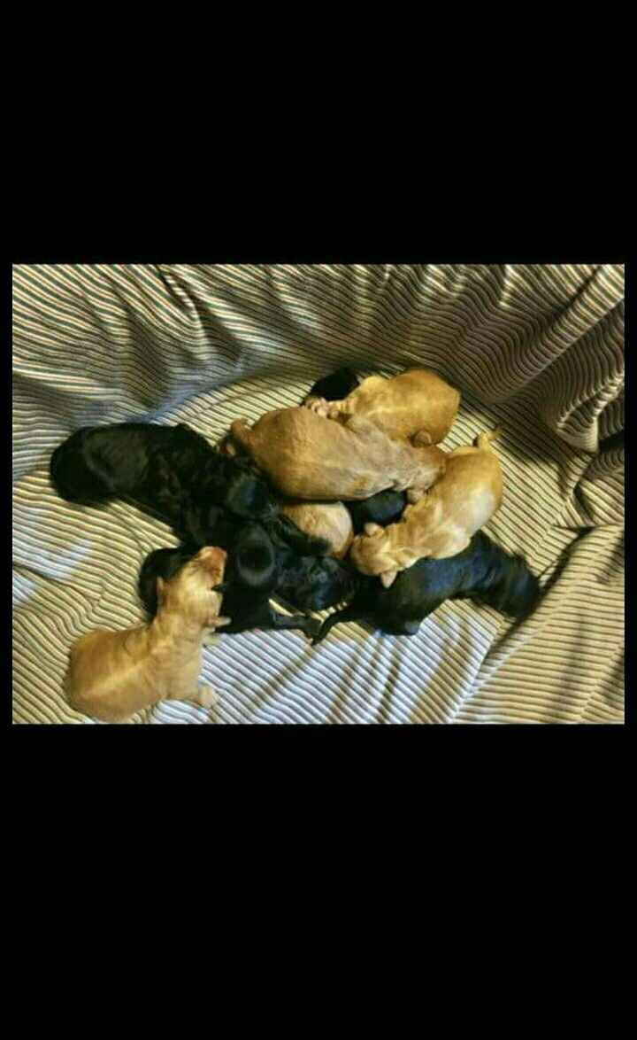 NWR: I am going to be a dog mom!