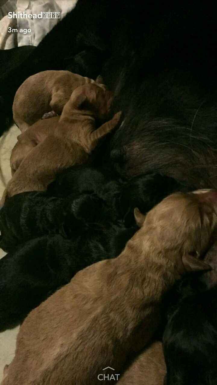 NWR: I am going to be a dog mom!