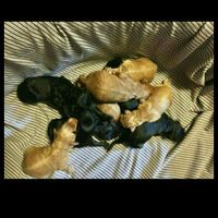 NWR: I am going to be a dog mom!