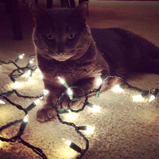 NWR Happy Fursday! Show me your fur babies!