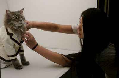 Spinoff - Cat wedding!