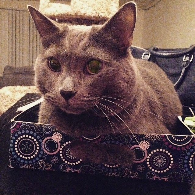 NWR: Lets talk pets.