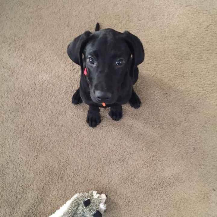 NWR: FINALLY GOT A PUPPY!!!