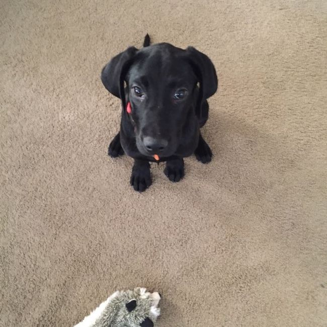 NWR: FINALLY GOT A PUPPY!!!