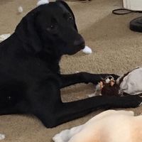 NWR: New puppy!