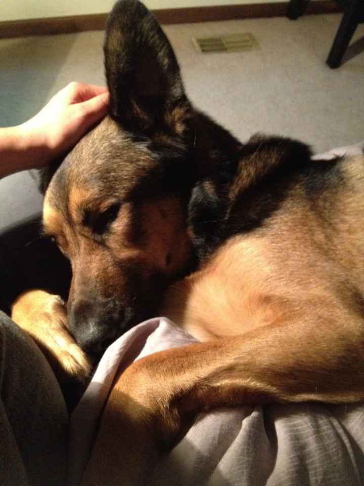 NWR:  Fur Babies