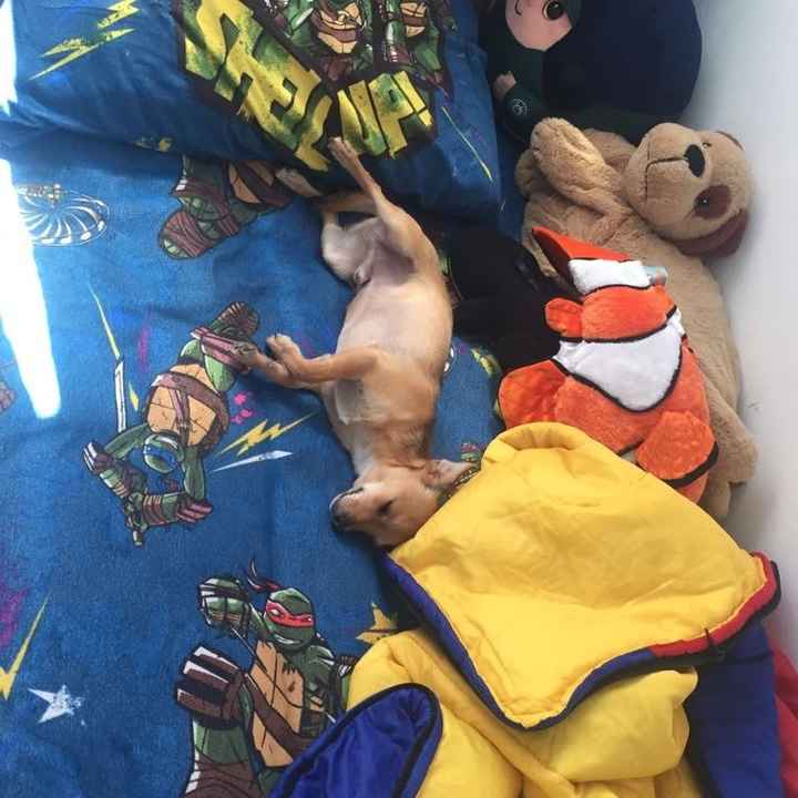 NWR: furbabies