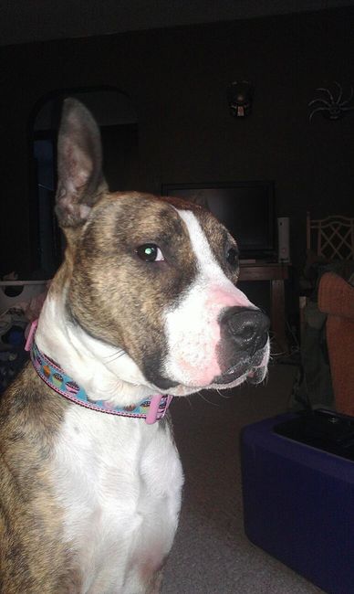 NWR- show me your pet!