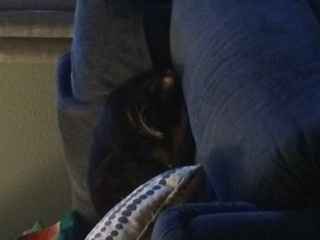 NWR:  It's Feline Friday...