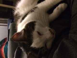 NWR:  It's Feline Friday...