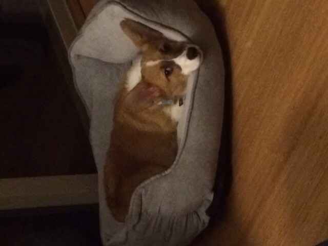 NWR: FH and I got a puppy!!!