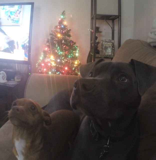 It is national dog day!