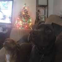 It is national dog day!